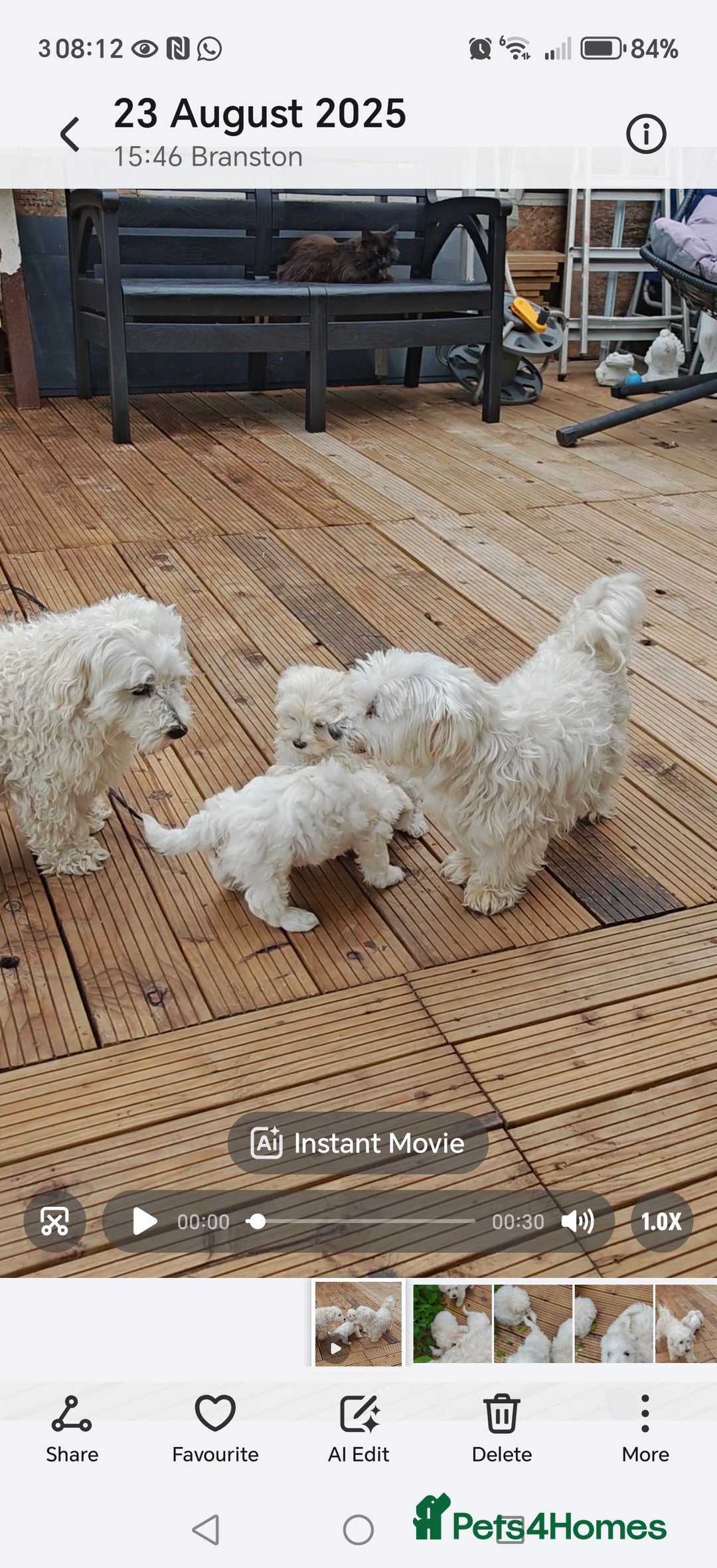 Bichon Frise dogs for sale: Bichon  - Image 5