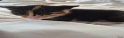 Mixed Breed cats for sale: Beautiful calico male kitten - Advert 2