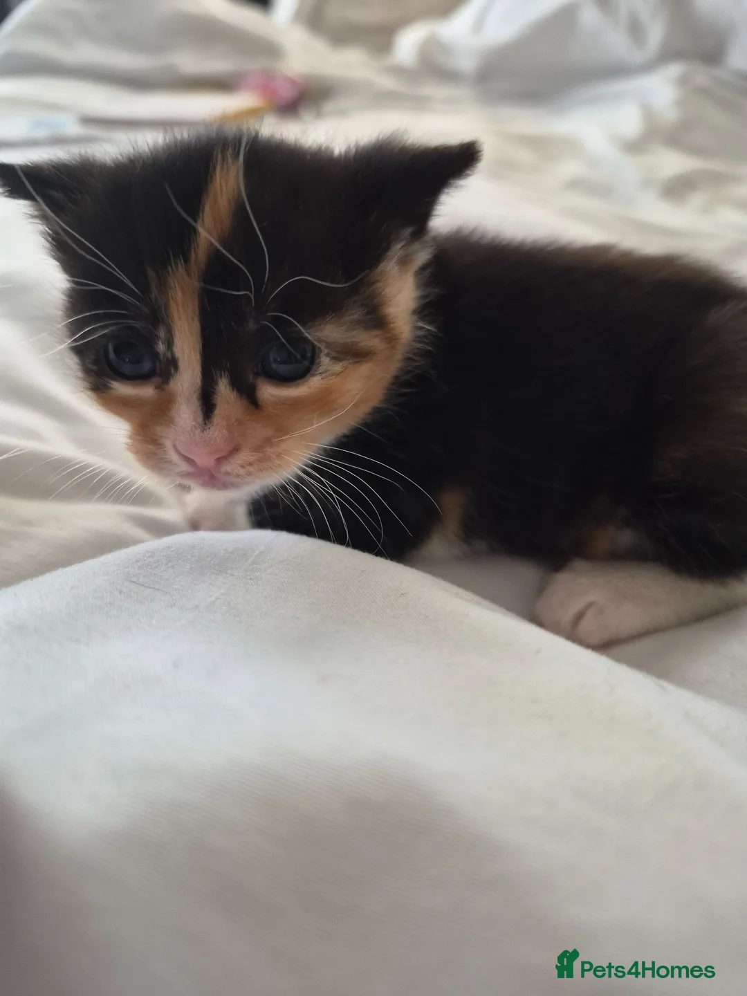 Mixed Breed cats for sale: Beautiful calico male kitten - Advert 2
