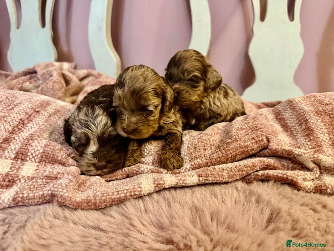 Cockapoo dogs for sale: Lovely American Cockapoo Pups Chocolates & Merles  - Advert 13
