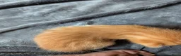 Mixed Breed cats for sale: Bengal x Maine coons kittens  - Advert 19