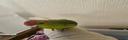 Mixed Breed birds for sale: Tame Kakariki and cockatiel chicks  - Advert 17