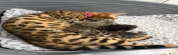 Bengal cats for sale: Bengal babies  in Boston - Advert 10