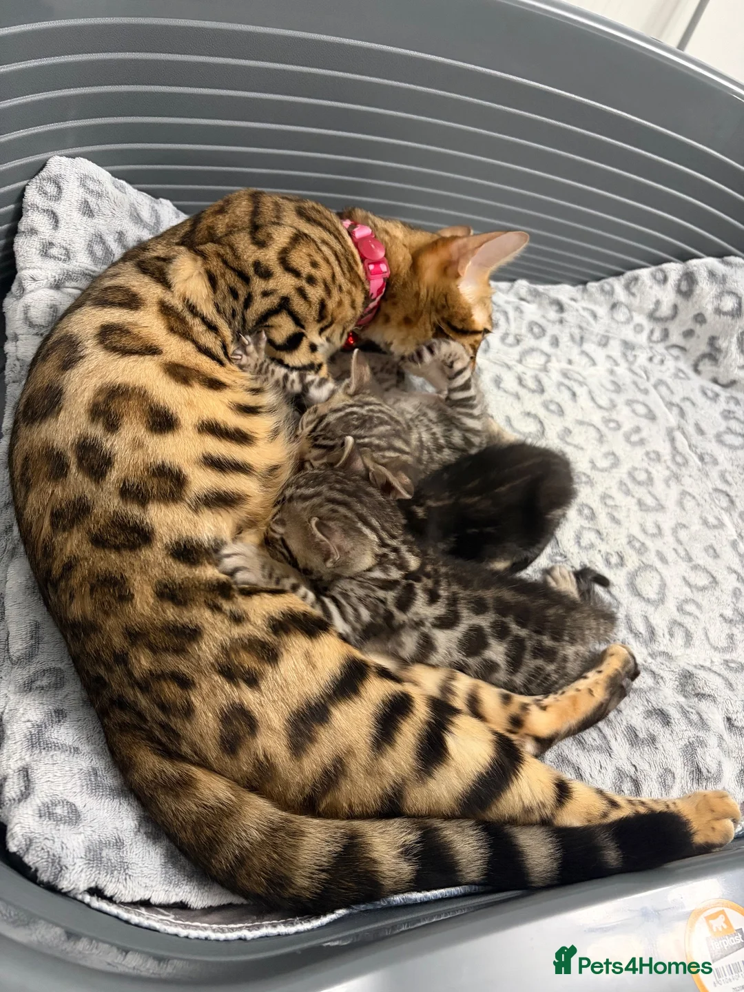 Bengal cats for sale: Bengal babies  in Boston - Advert 10