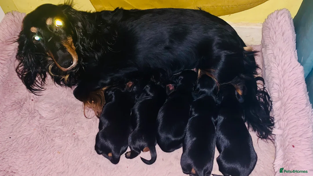 Miniature Dachshund dogs for sale: Longhaired mini dachshund  - Advert 3
