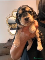 Cockapoo dogs Beautiful f1 cockapoo puppies - Advert 5