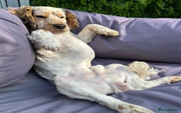 Cocker Spaniel dogs for stud: Handsome show cocker spaniel available for stud - Image 5