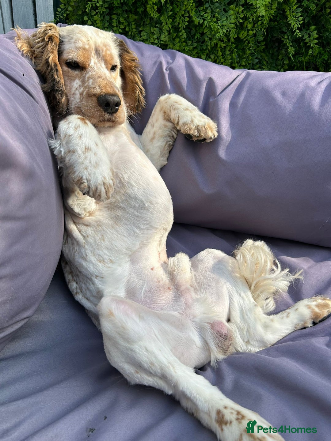Cocker Spaniel dogs for stud: Handsome show cocker spaniel available for stud - Image 5