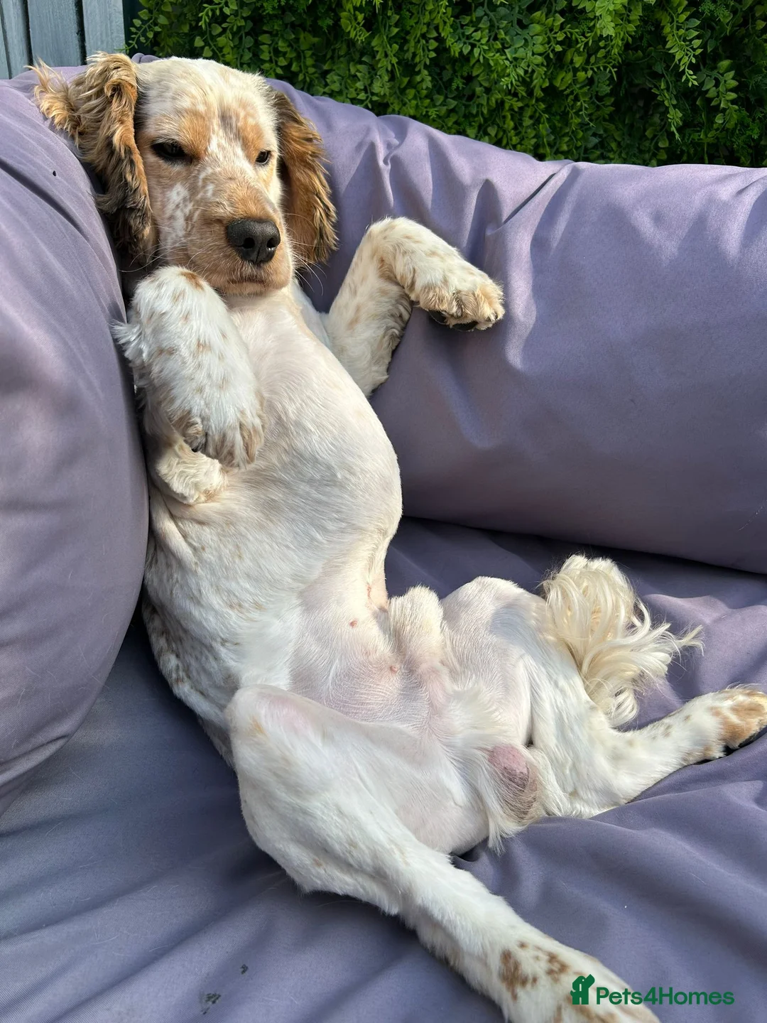 Cocker Spaniel dogs for stud: Handsome show cocker spaniel available for stud - Advert 5