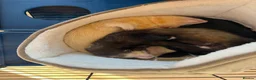 Ferret rodents for sale: 3 Year old Bonded Pair of Ferrets - Very Friendly - Advert 2
