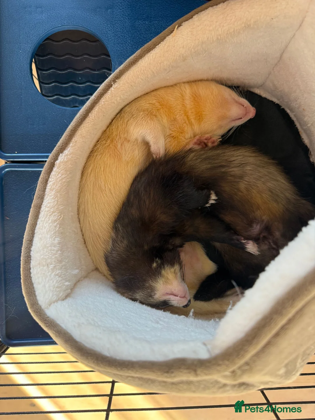 Ferret rodents for sale: 3 Year old Bonded Pair of Ferrets - Very Friendly - Advert 2
