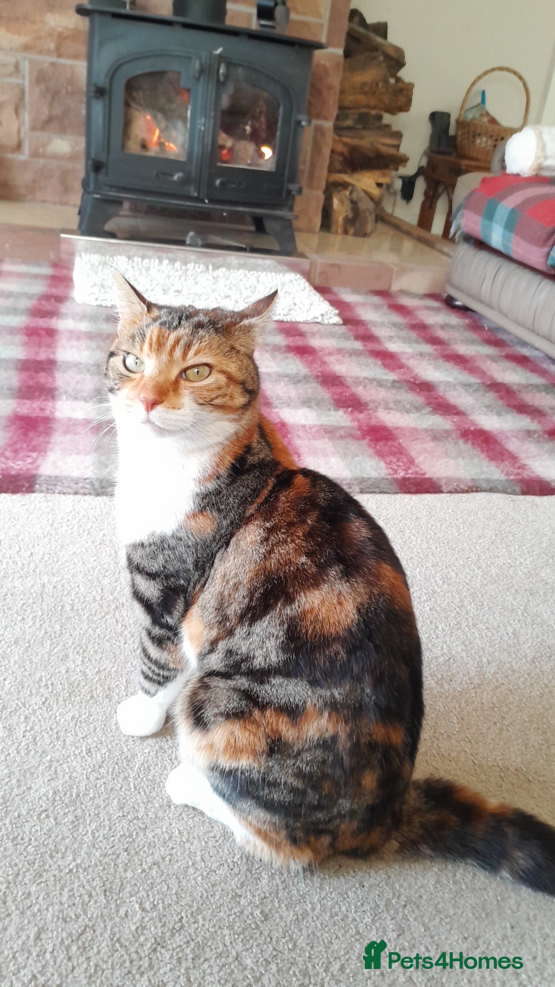 Mixed Breed cats for sale: Kittens - Advert 1