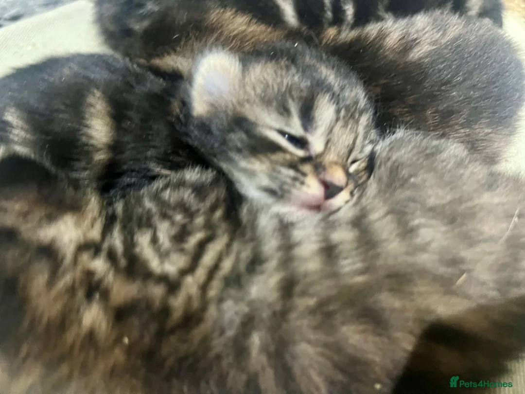 Bengal cats for sale: Bengal x kittens  - Advert 2