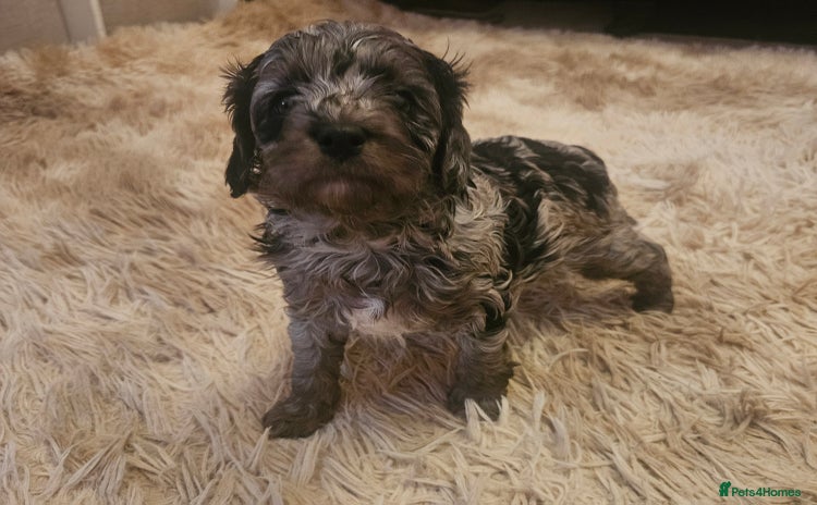Cavapoo dogs - Advert 3