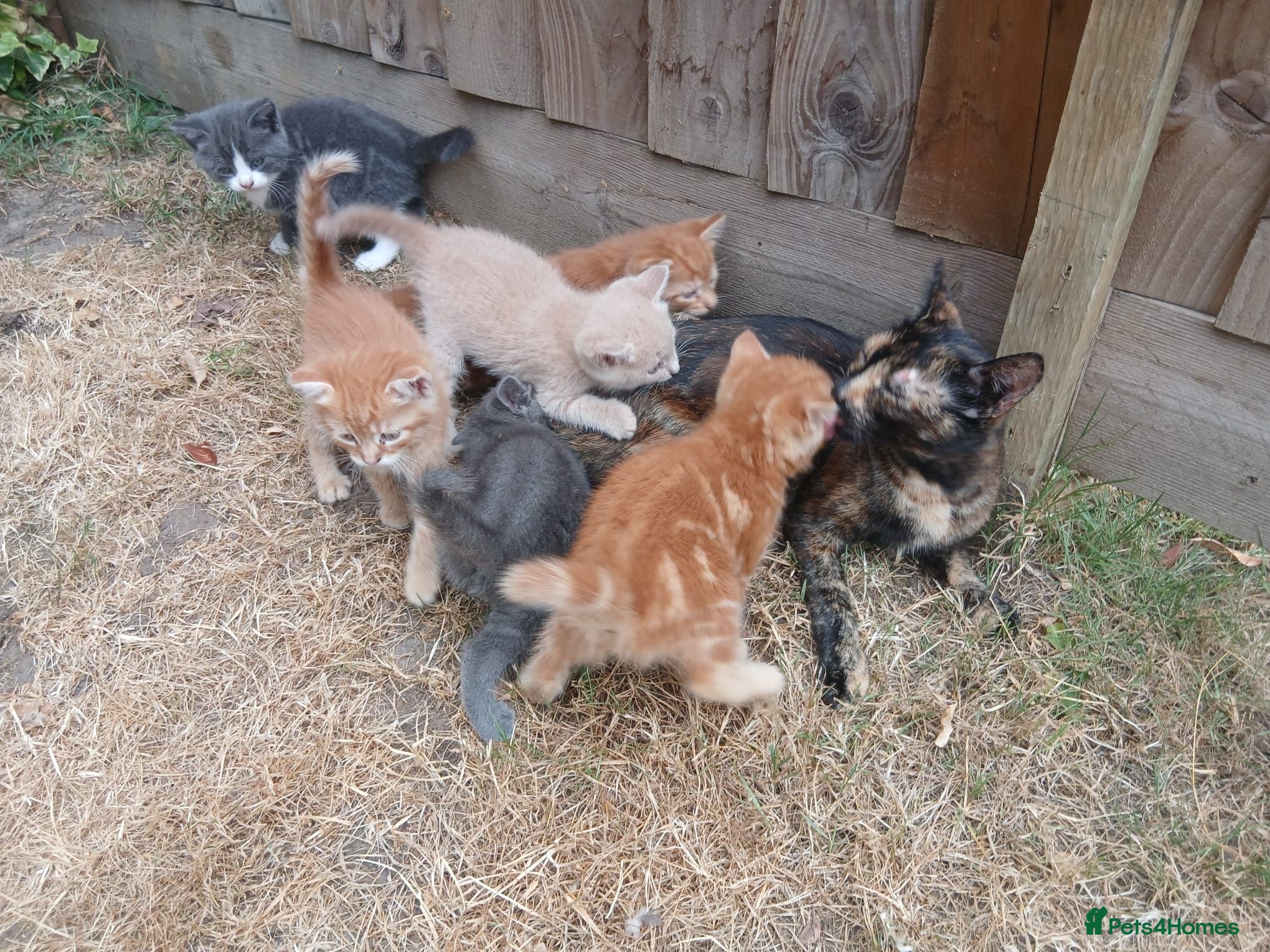 Mixed Breed cats 6 adorable tortoise shell kittens - Advert 6