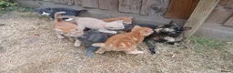 Mixed Breed cats for sale: 6 adorable tortoise shell kittens - Advert 1
