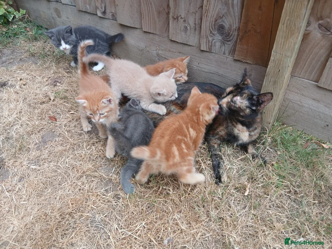 Mixed Breed cats for sale: 6 adorable tortoise shell kittens - Advert 1