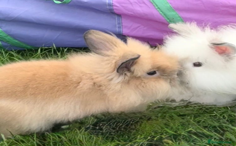 Lionhead rabbits - Advert 2