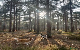 Border Collie dogs for sale: DUE 1st August Border collie Puppies - Image 21