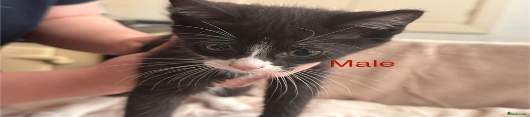 British Shorthair Kitten 1