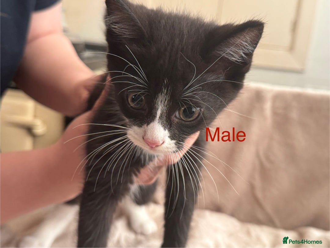 British Shorthair cats for sale: One beautiful Ginger Tom, and his five siblings. - Image 2