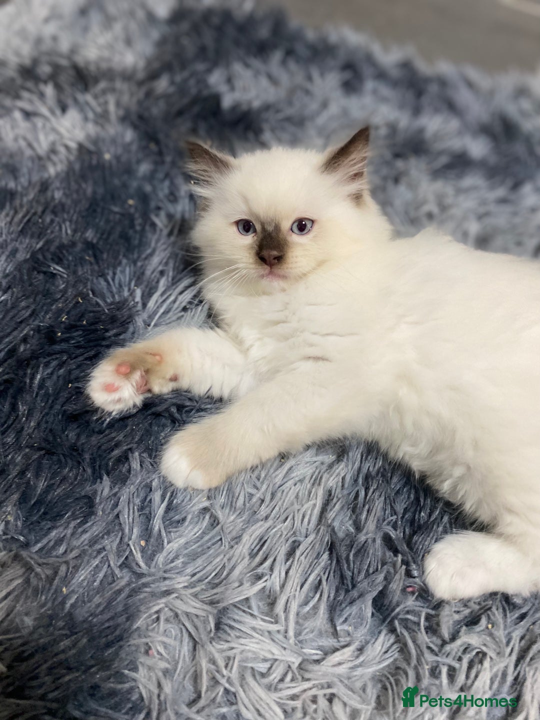 Ragdoll cats for sale: Fully Traceable Traditional Ragdoll Kittens - Advert 11