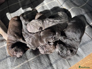 Shar Pei dogs - Advert 5