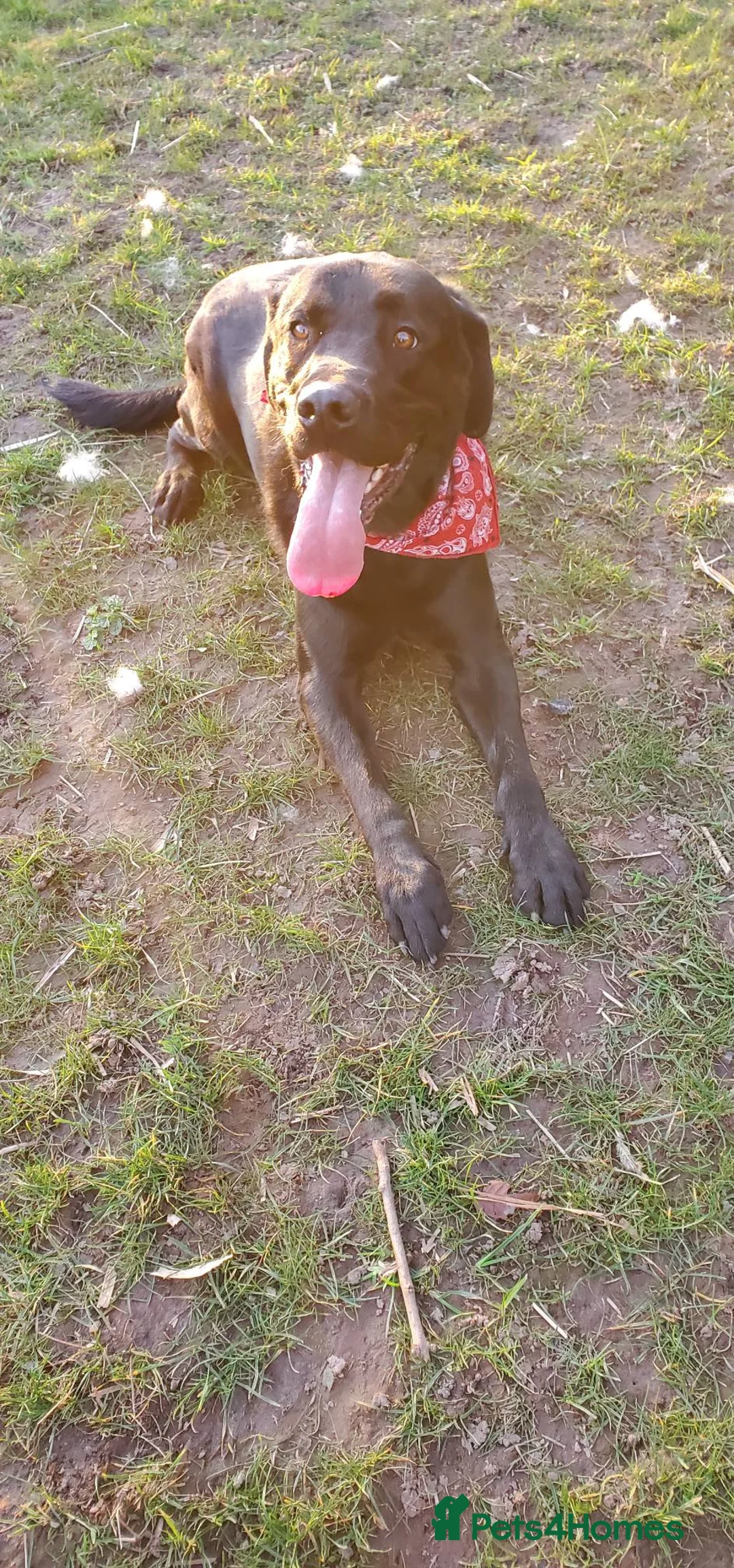 Labrador Retriever dogs for sale: Gorgeous large labrador retriever in Spalding - Advert 5