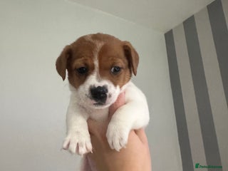 Jack Russell dogs 2 beautiful Jack russels left - Advert 18