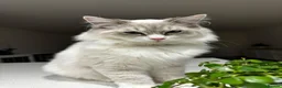 Ragdoll cats for sale: Beautiful 7‑Month‑Old Male Ragdoll - Advert 4