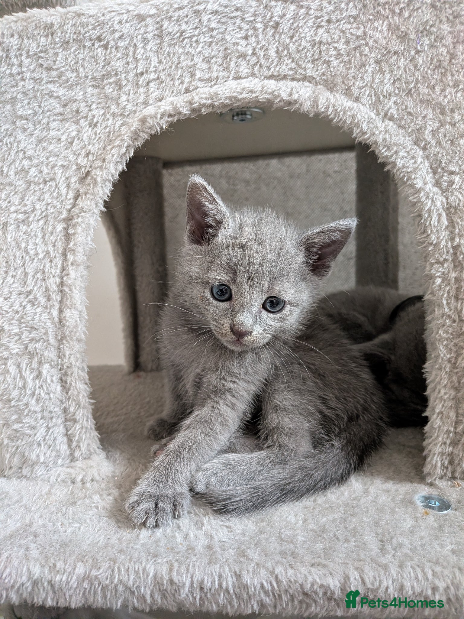 Russian Blue cats Russian Blue Kittens • TICA Lines - Advert 3
