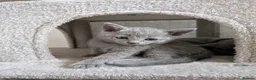 Russian Blue cats for sale: Russian Blue Kittens • TICA Lines - Advert 7