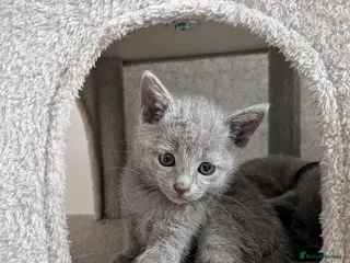 Russian Blue cats Russian Blue Kittens • TICA Lines - Advert 3