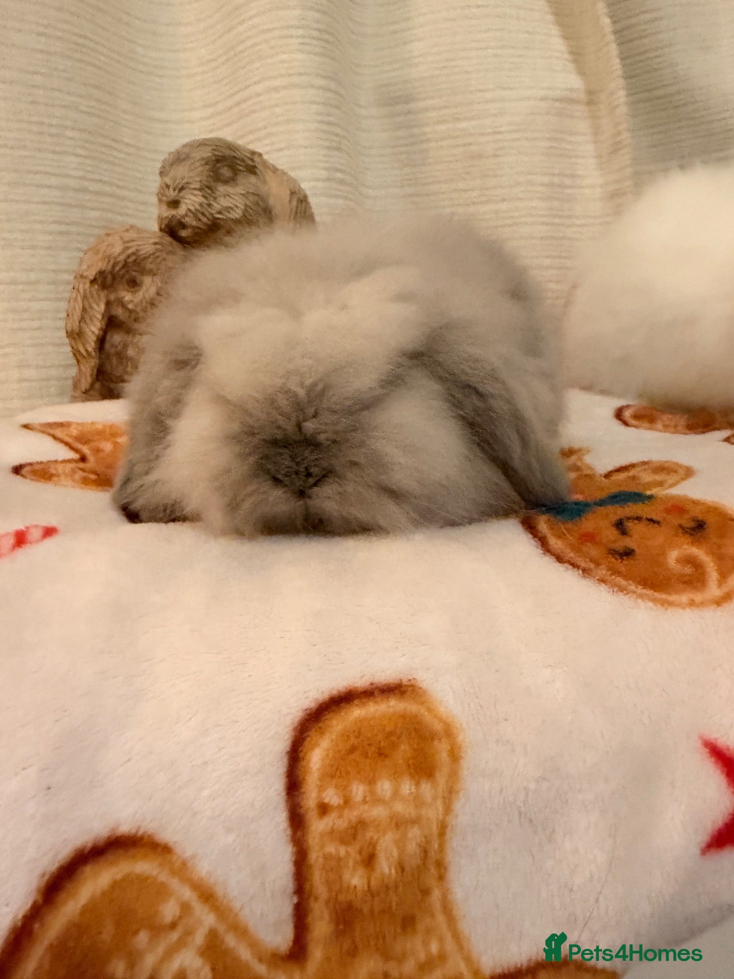Mini Lion Lop rabbits Fluffy little double mane mini lion lop bunnies - Advert 2