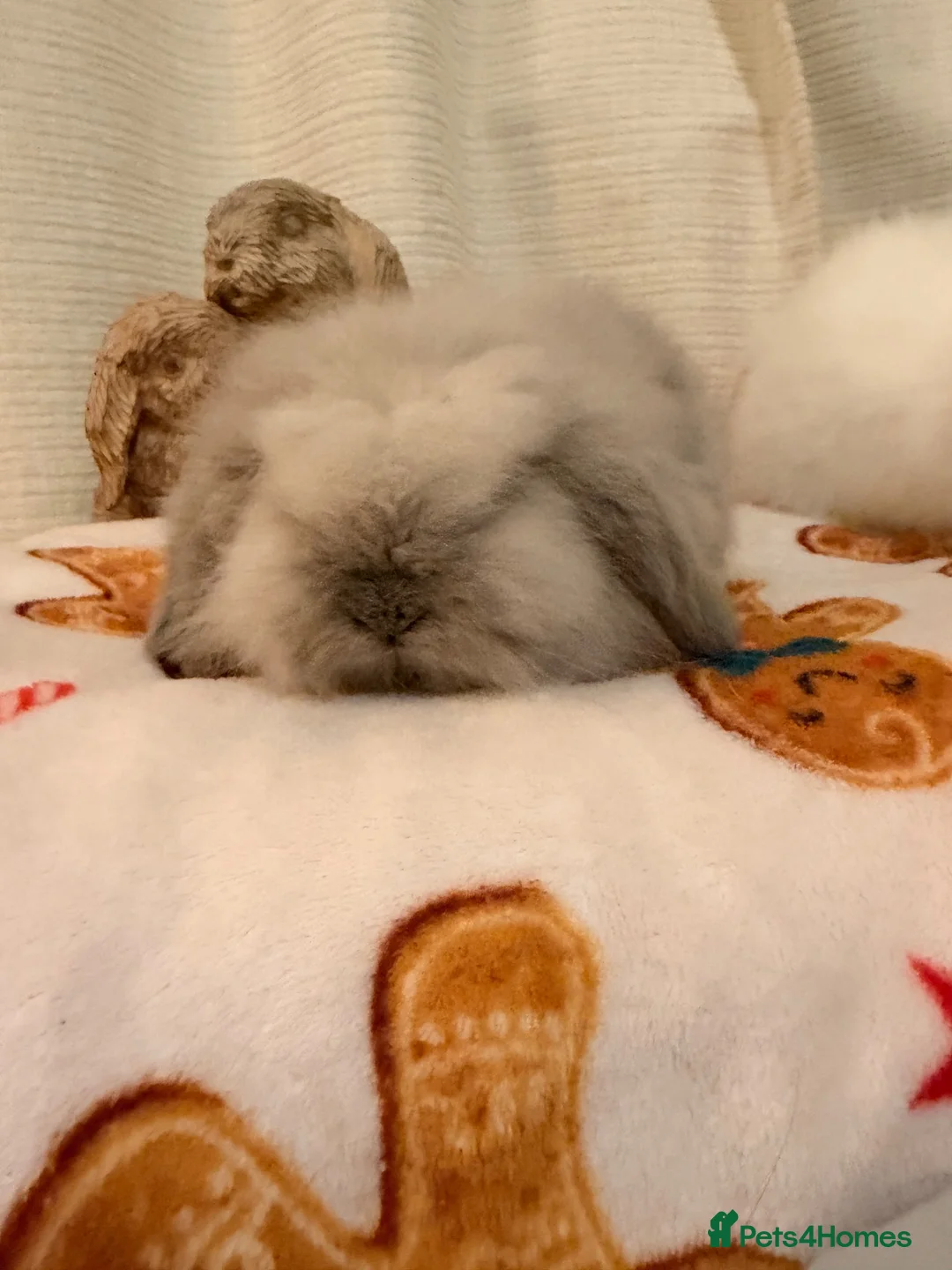Mini Lion Lop rabbits for sale: Fluffy little double mane mini lion lop bunnies - Advert 2