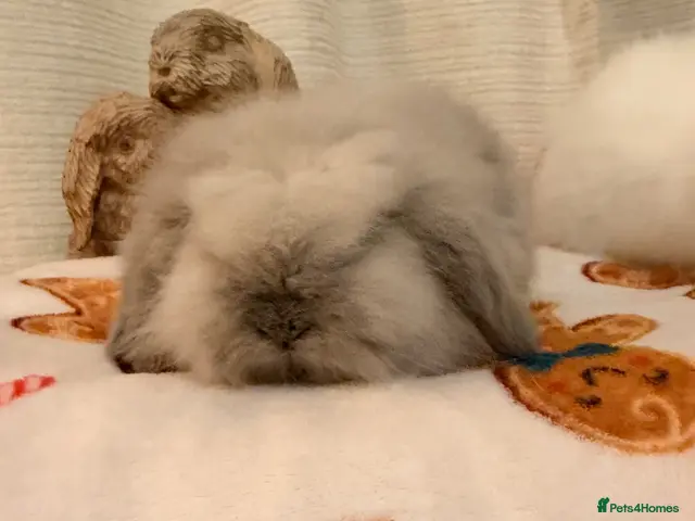 Mini Lion Lop rabbits for sale: Fluffy little double mane mini lion lop bunnies - Advert 2