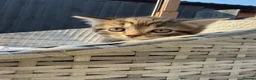 Mixed Breed cats for sale: BSH mixed breed kittens - Advert 18