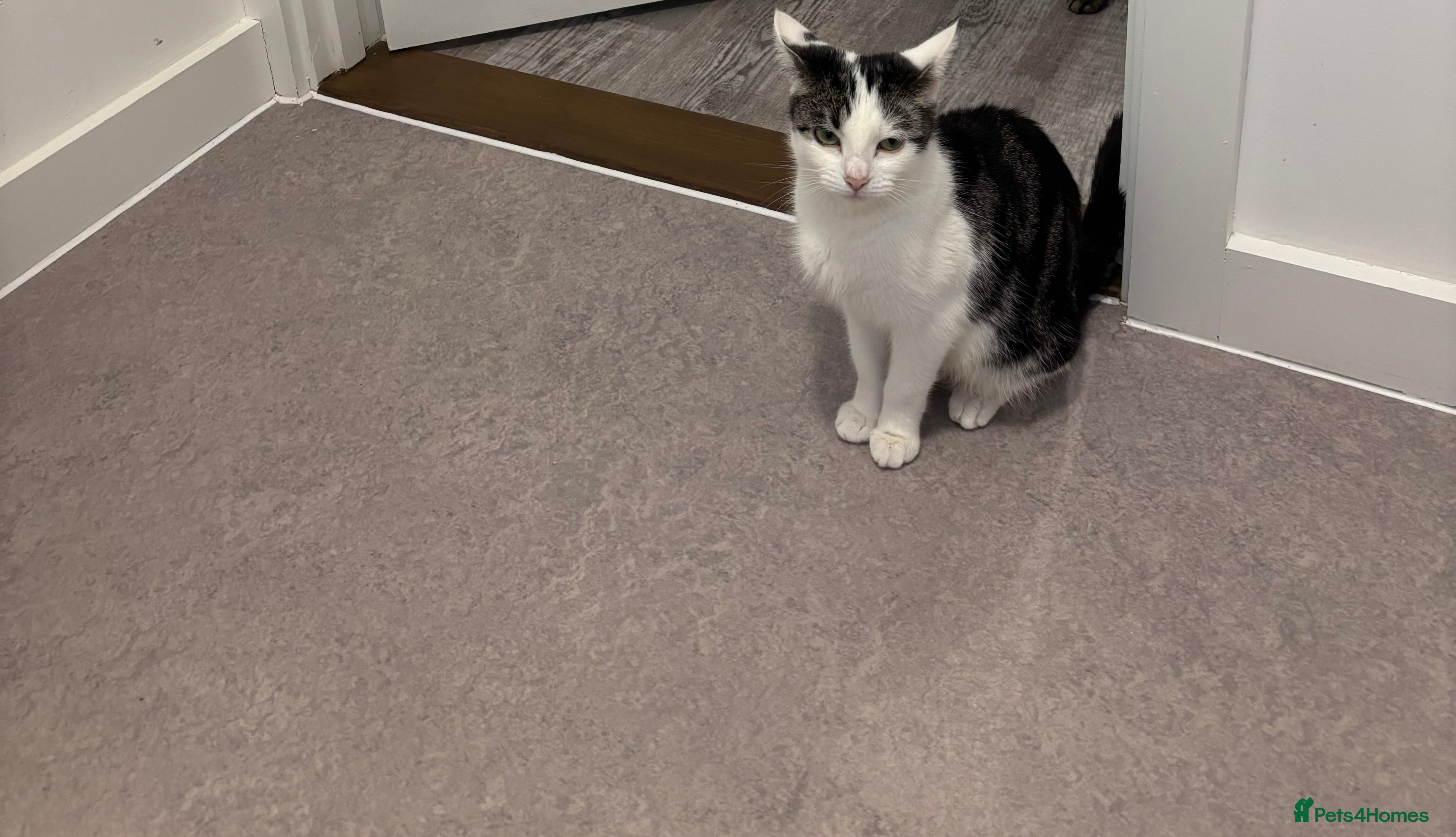 Domestic Shorthair cats Kittens ready for their homea - Advert 1