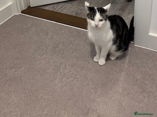 Domestic Shorthair cats Kittens ready for their homea - Advert 1