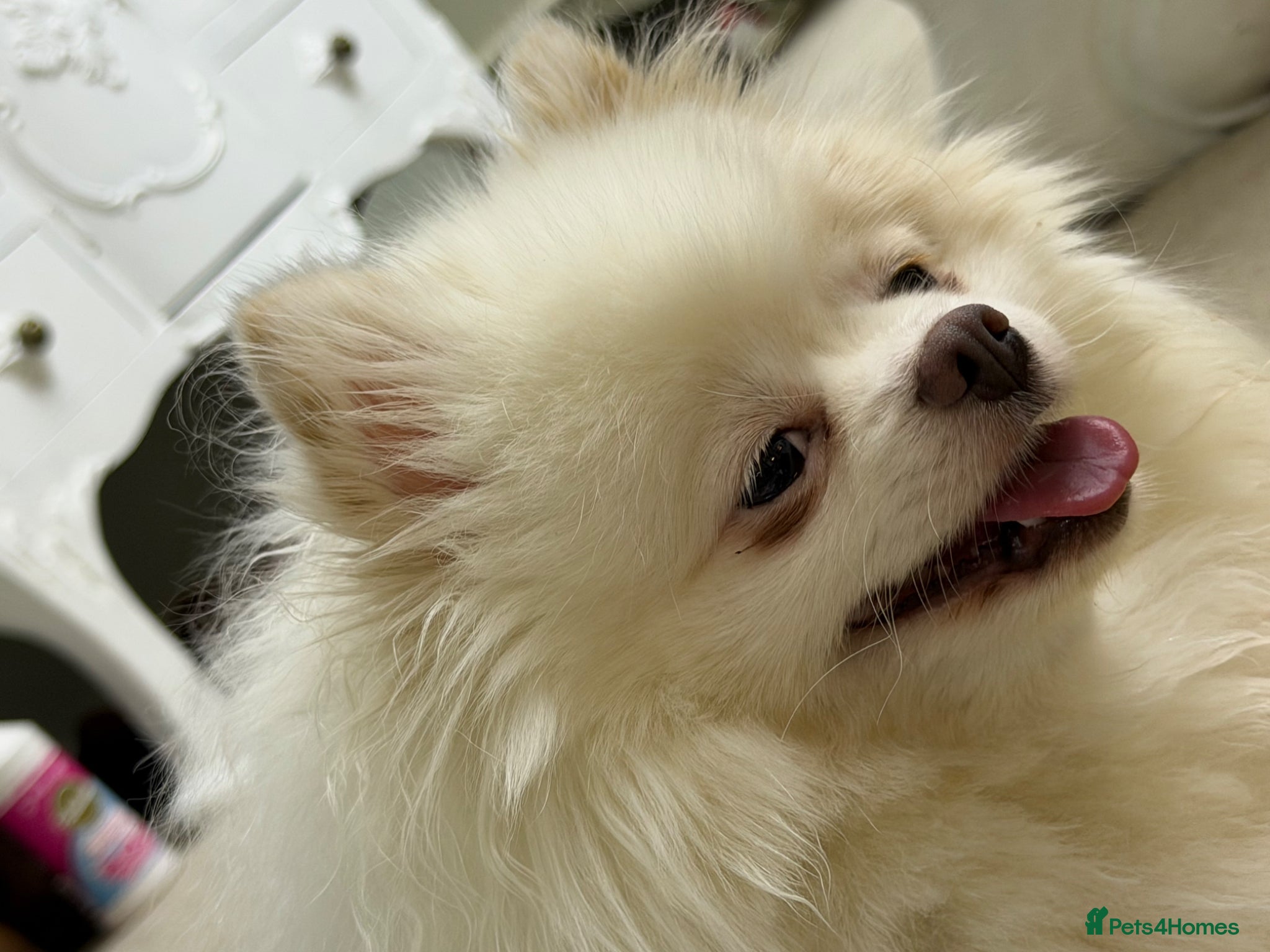 Pomeranian dogs Pomeranian puppies Kc registered - Advert 1