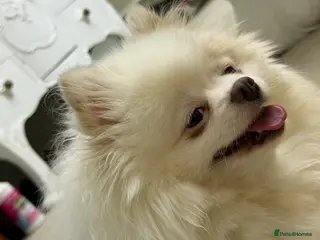 Pomeranian dogs Pomeranian puppies Kc registered - Advert 1