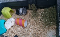 Guinea Pig rodents for sale: Two bonded 4 year old guinea pigs - Image 3