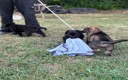German Shepherd dogs for sale: Vonlisand M-litter - Image 19