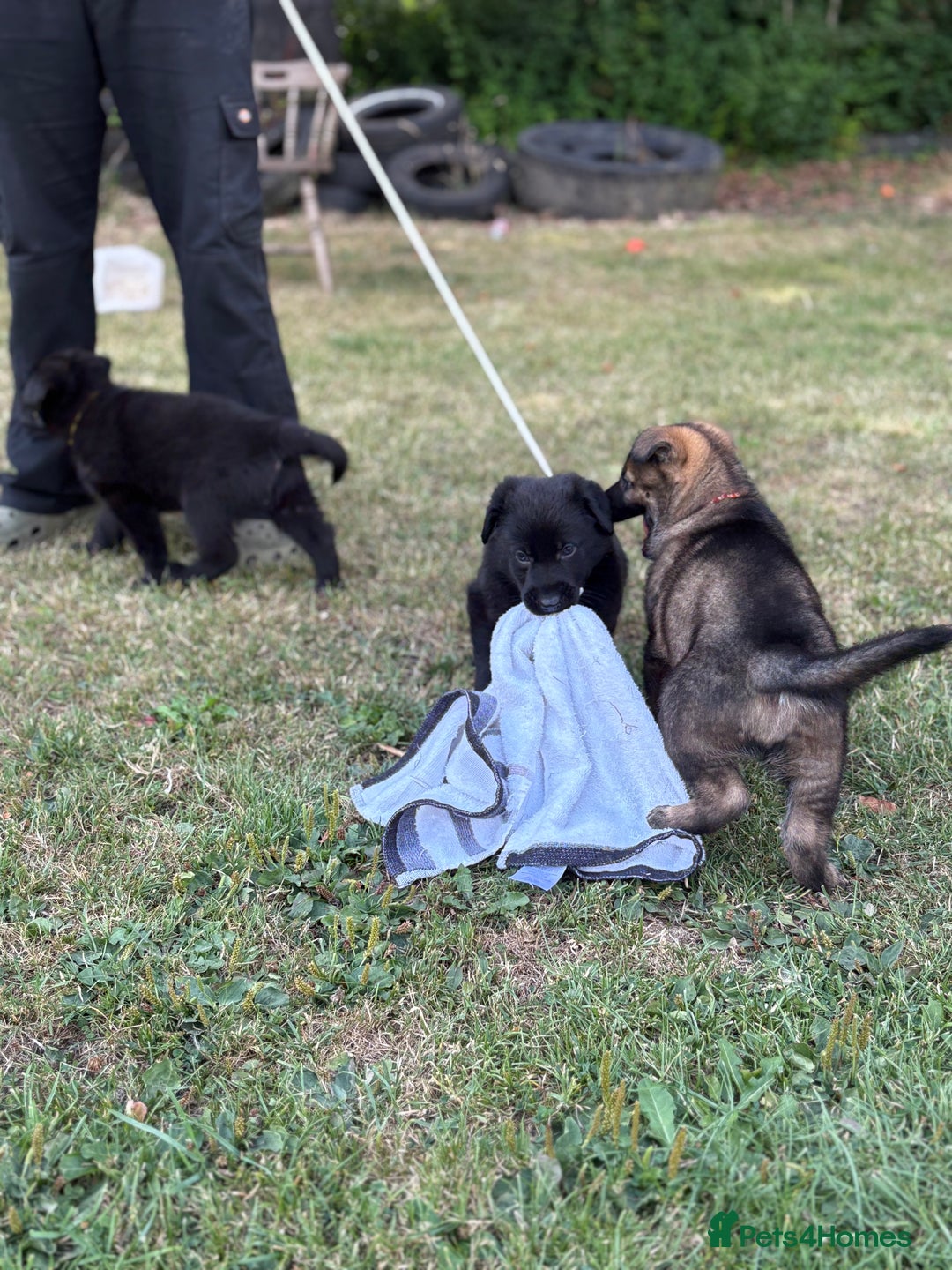 German Shepherd dogs for sale: Vonlisand M-litter - Image 19