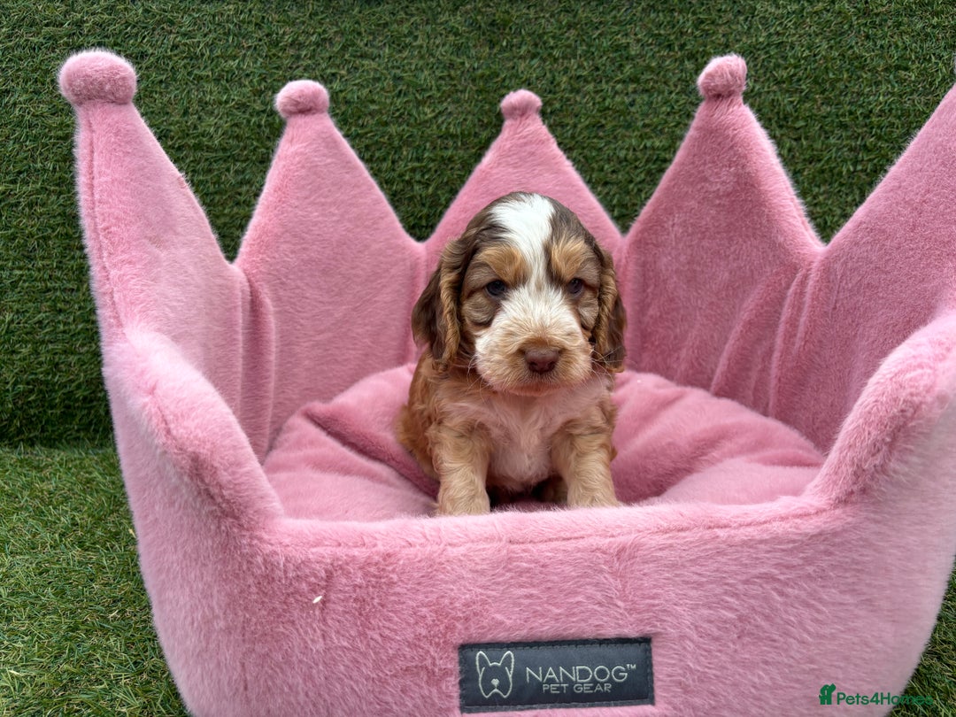 Cockapoo dogs for sale: ⭐️ Stunning Rare Coloured F1 Miniature Cockpoos ⭐️ - Image 18