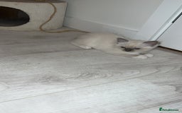 Ragdoll cats for stud: TICA RAGDOLL STUD CAT FOR SALE GRAND EUR CHAMP BL! - Image 14