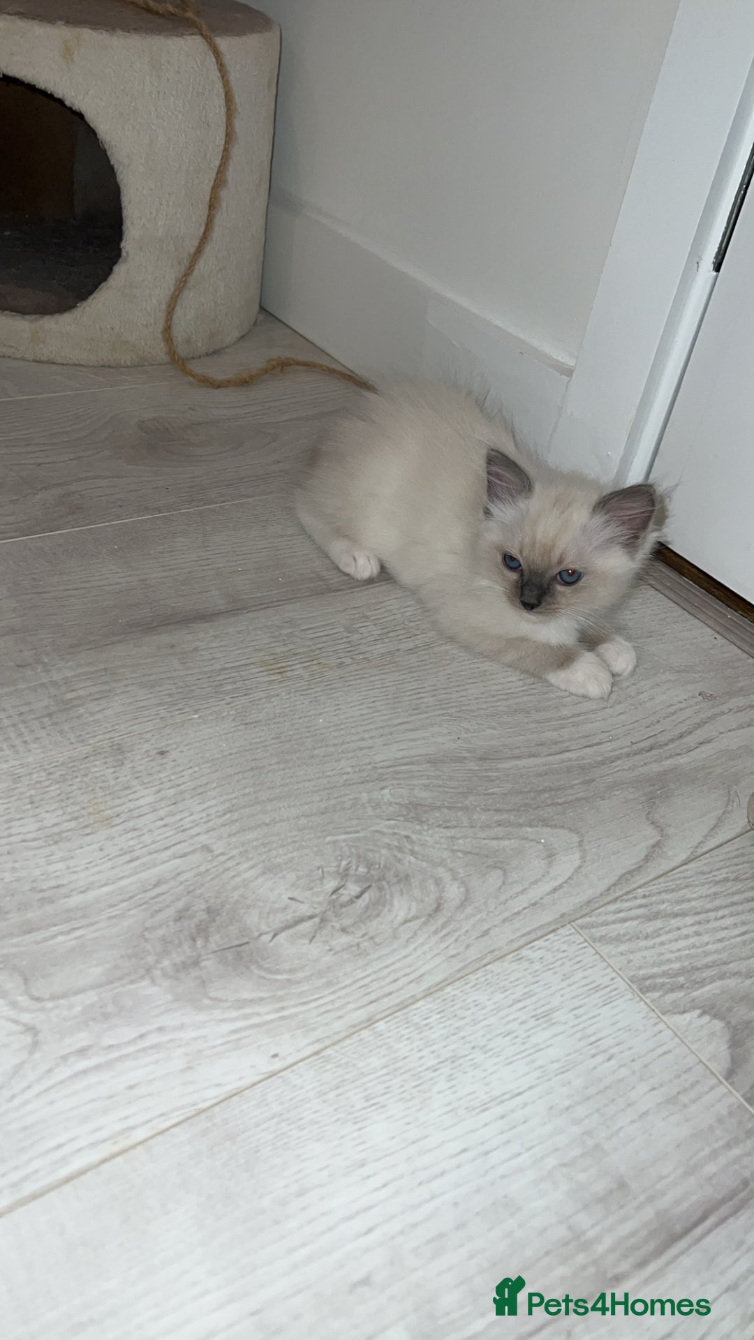 Ragdoll cats for stud: TICA RAGDOLL STUD CAT FOR SALE GRAND EUR CHAMP BL! - Image 14