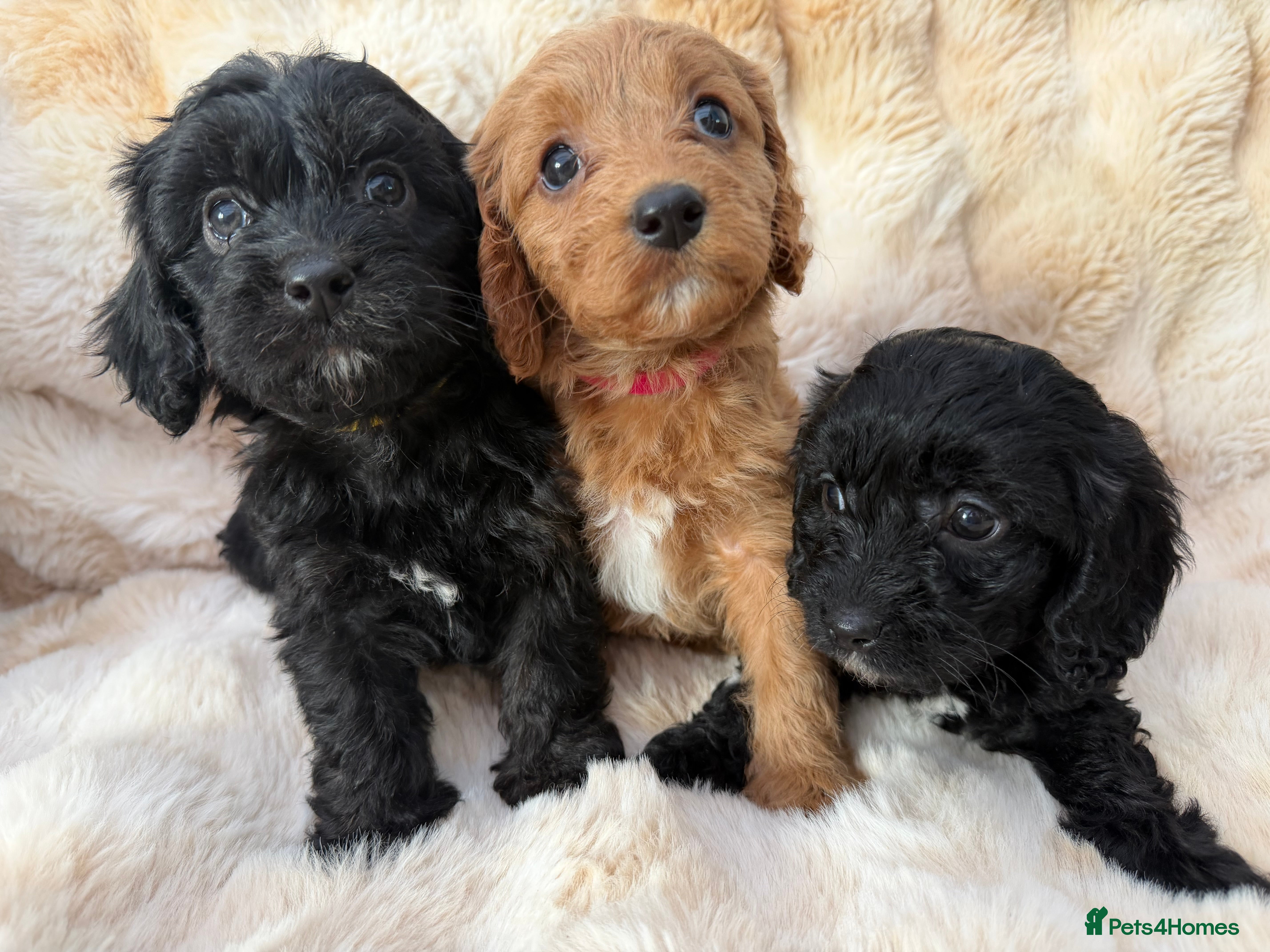 Cavapoo dogs 🐶 Beautiful Cavapoo Puppies – Ready 3rd March - Advert 9