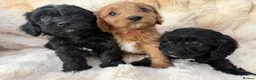 Cavapoo dogs for sale: 🐶 READY TO GO Beautiful Cavapoo Puppies  - Advert 1