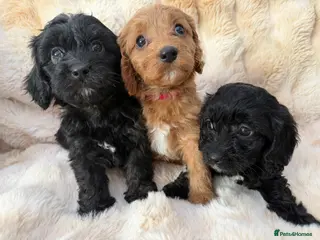 Cavapoo dogs 🐶 Beautiful Cavapoo Puppies – Ready 3rd March - Advert 9